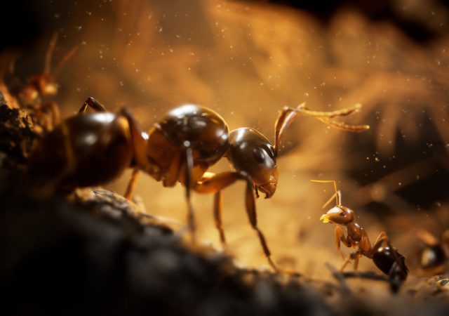 empire of the ants