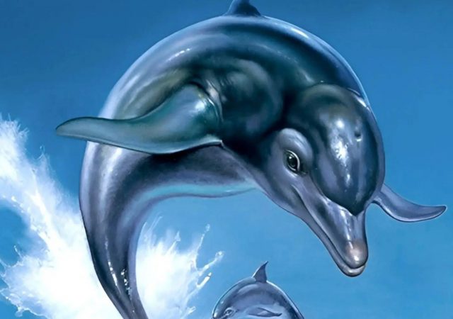 ecco dolphin