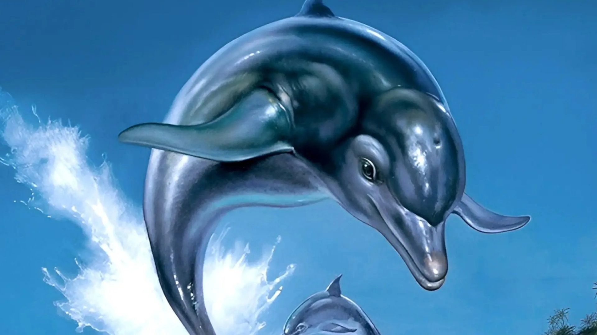 ecco dolphin